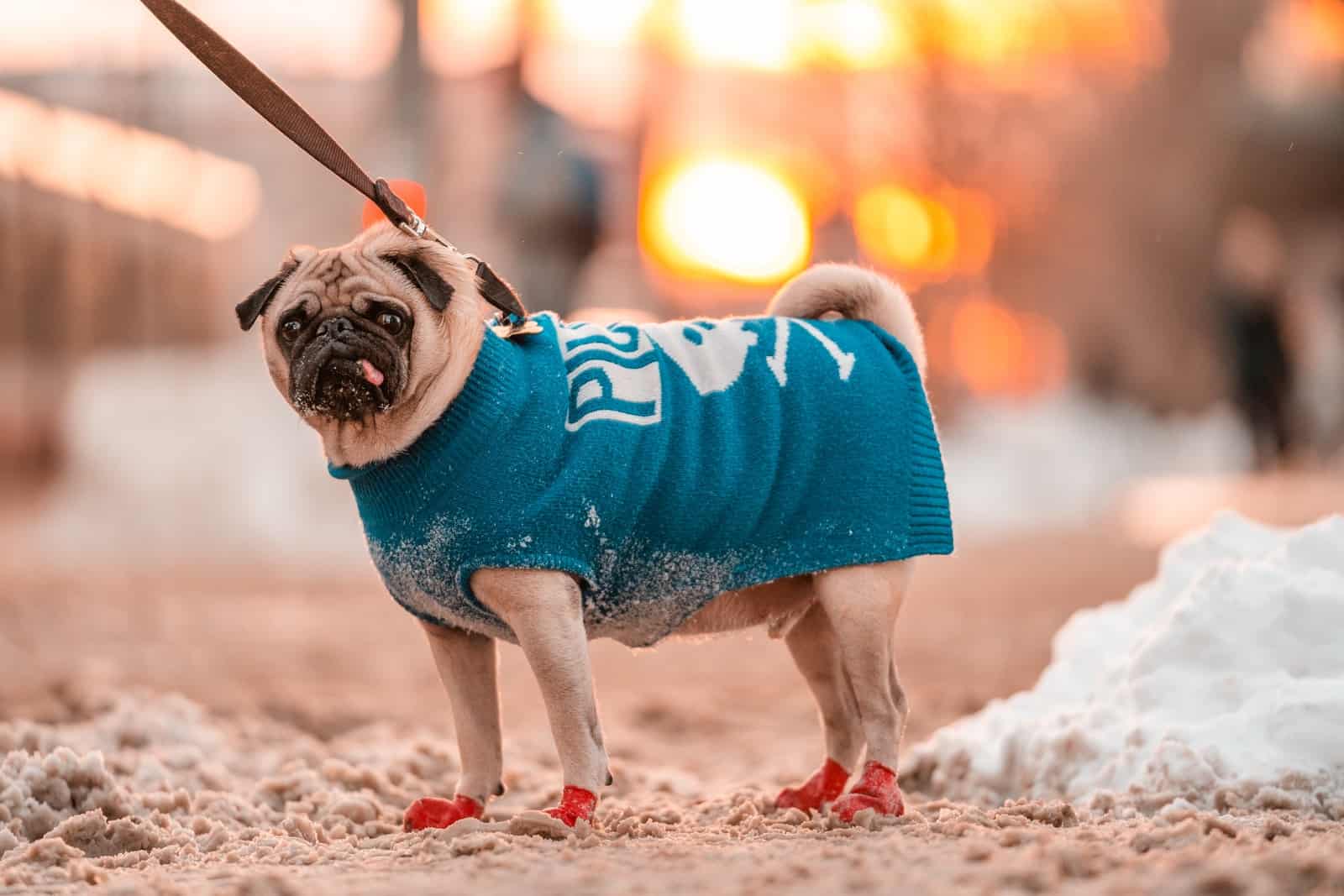 Le chien a froid l'hiver : manteau et chausson