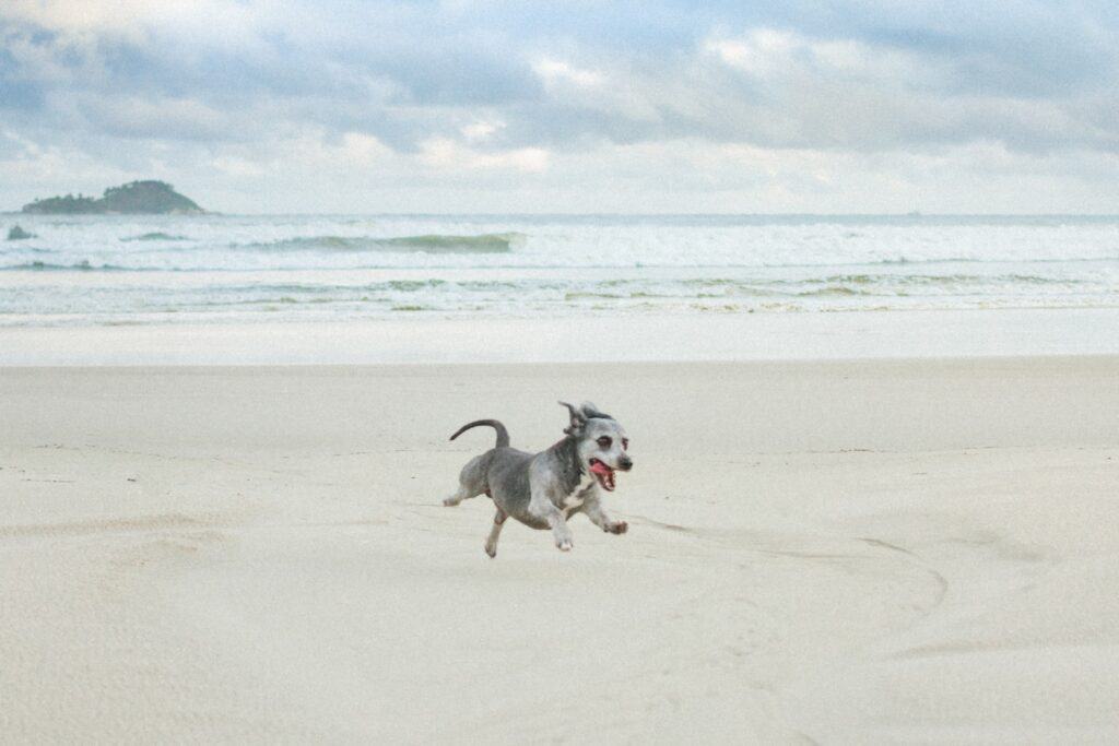 Les plages autorisées aux chiens sur Play-Dogs