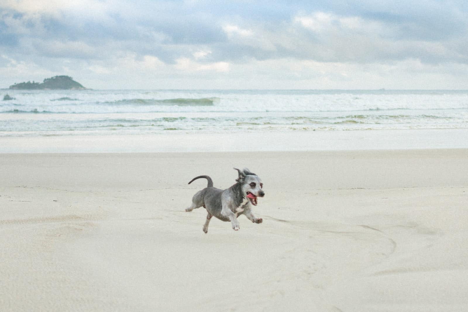 Plage Autorisé aux Chiens : Comment Savoir ? | 3 Astuces