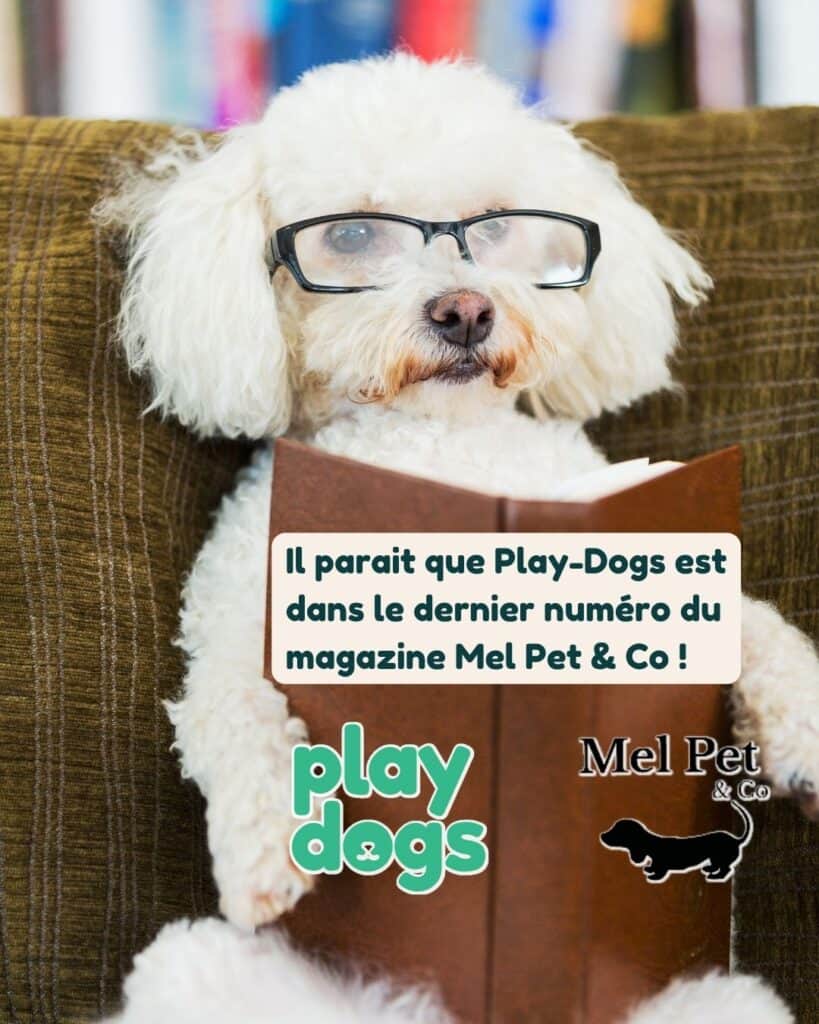 mel-pet-and-co-play-dogs
