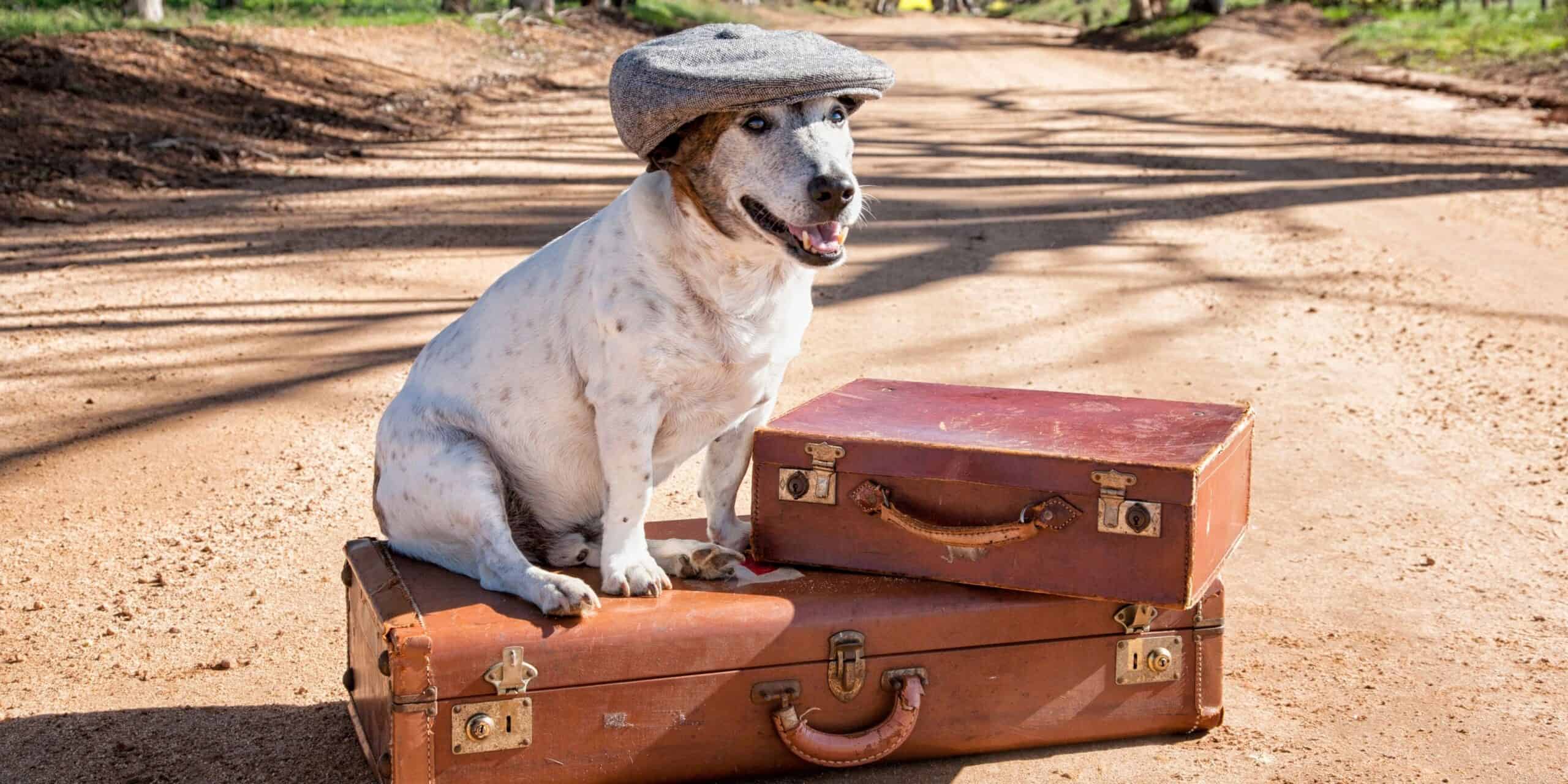 Voyage avec son chien à l'étranger