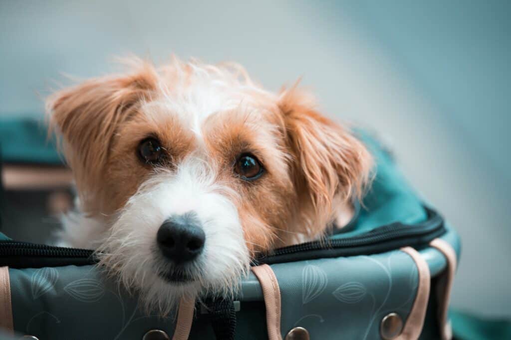 Prendre le TGV avec un petit chien
