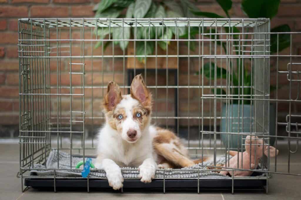 Transporter son chien en voiture : la cage