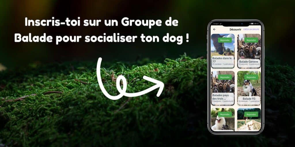 Groupe Balade Chien : Play-Dogs