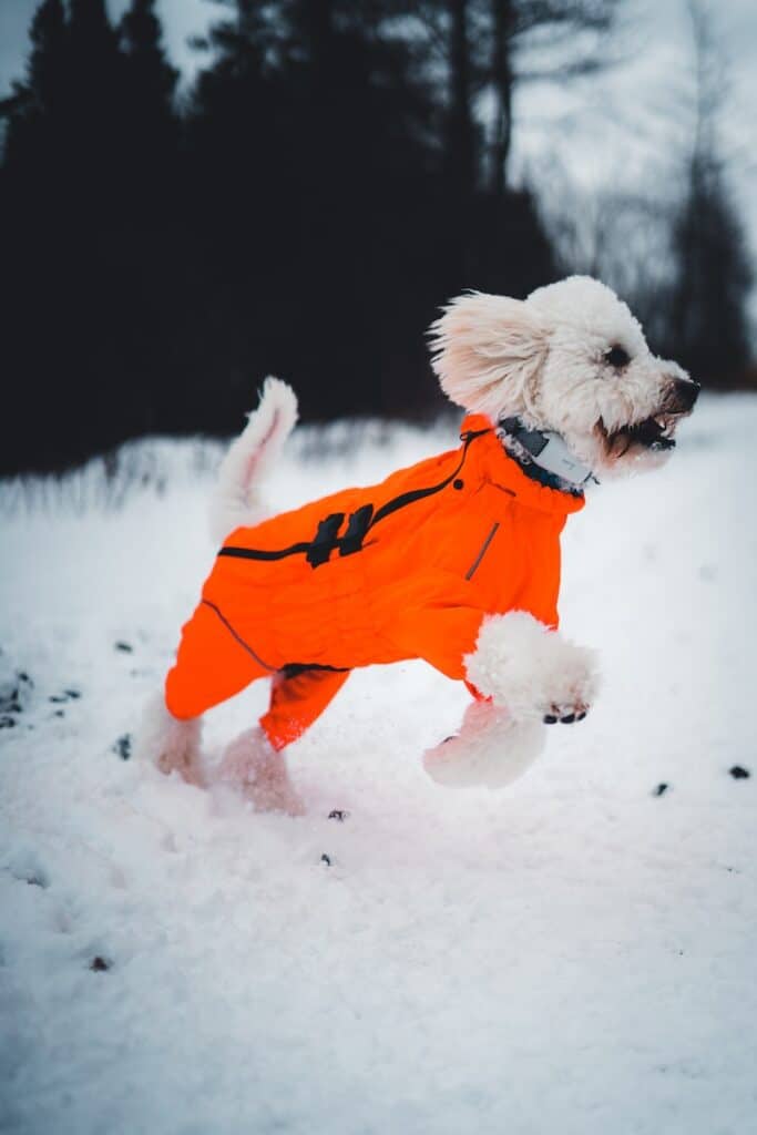 Emmener son chien à la neige avec un manteau