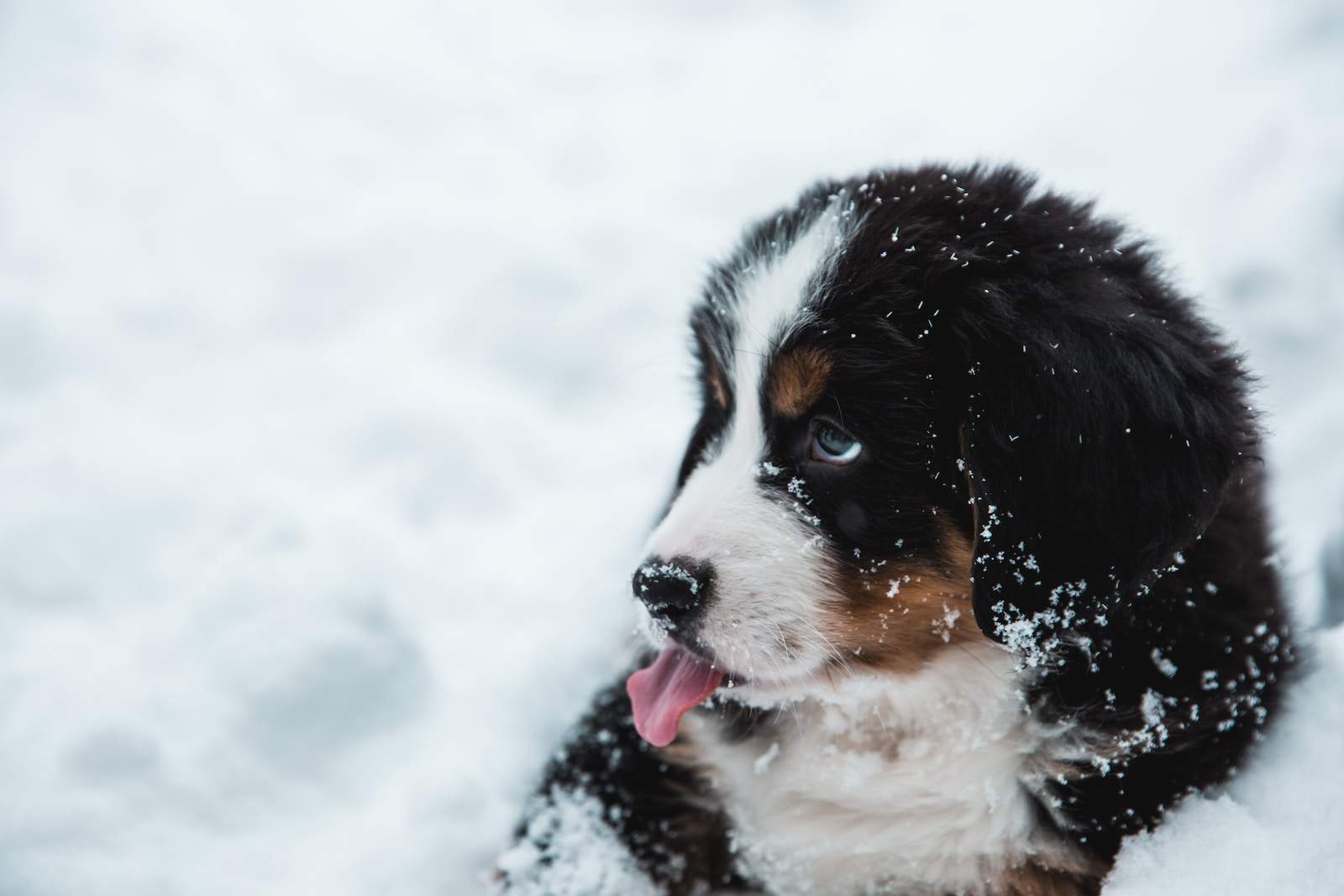 Emmener son chien à la neige : nos conseils