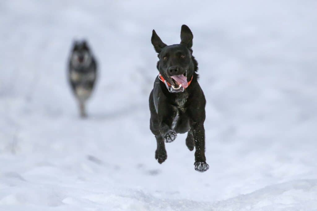 Pratiquer un sport d'hiver avec son chien