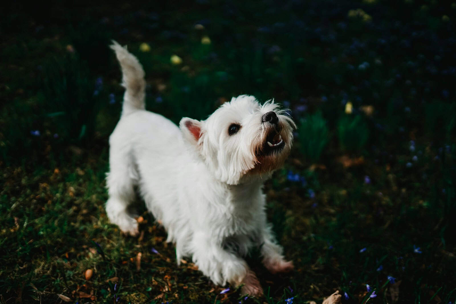 Avoir un Chien : ce que vous devez savoir avant l'Adoption ! 🐶