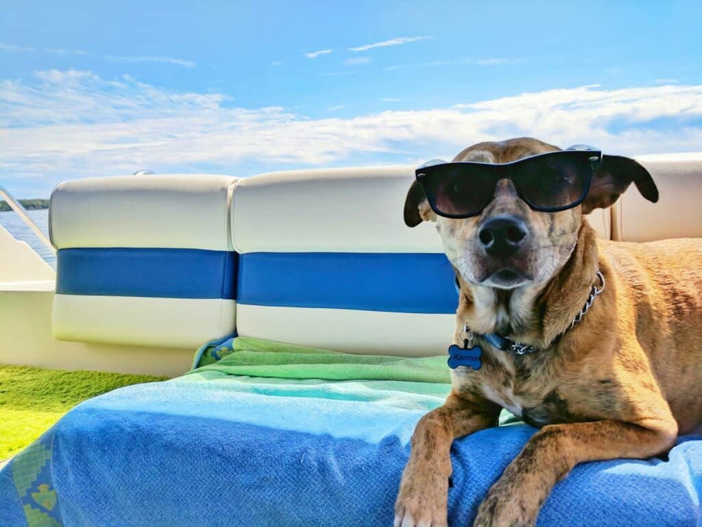 Partir en vacances avec son chien : astuces