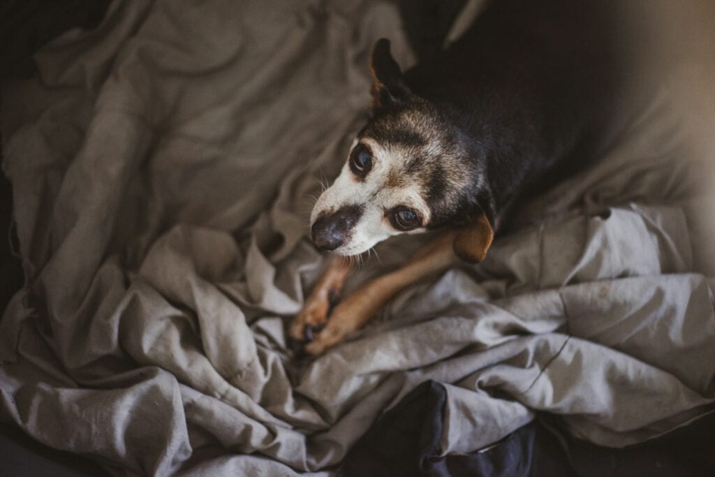 adopter un chien : ce qu'il faut savoir