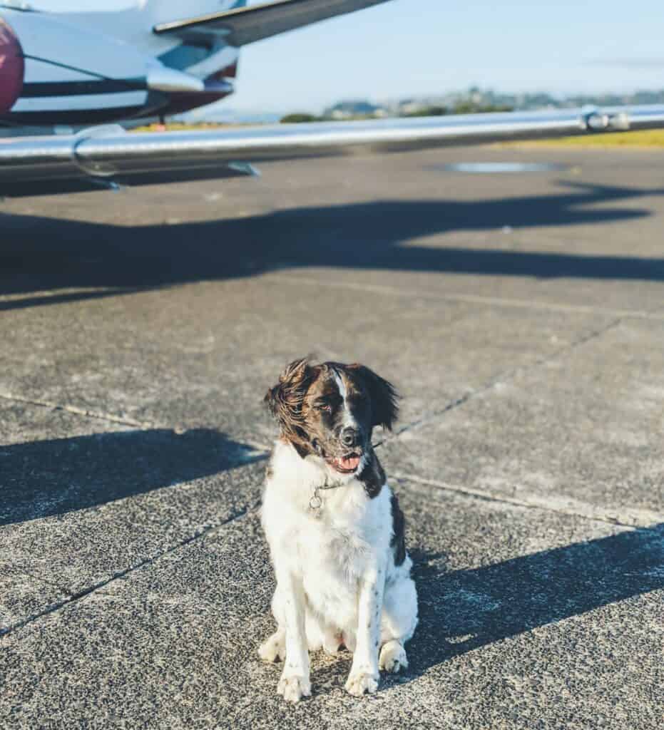 Transport avec son chien : l'avion