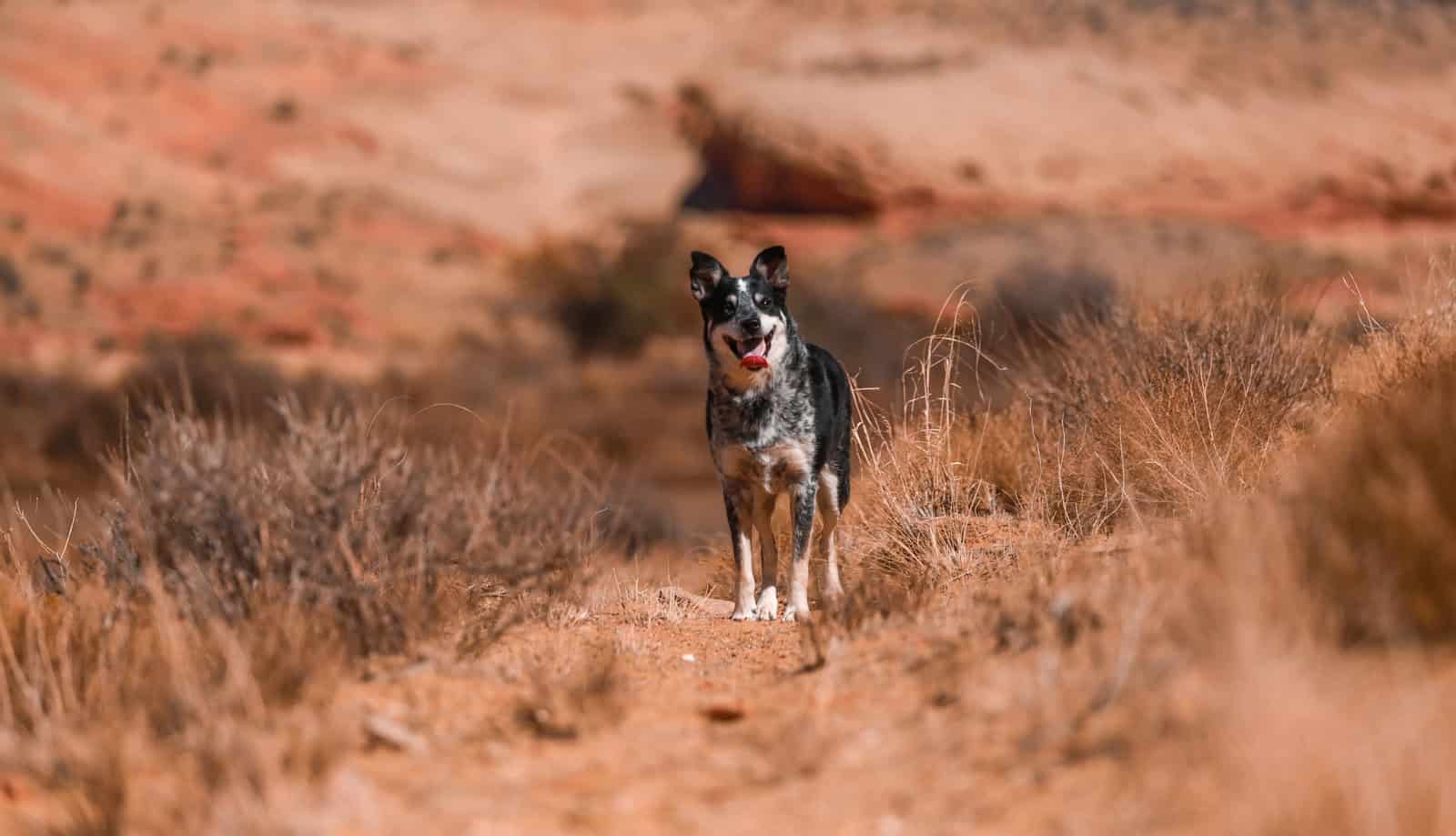 randonner avec son chien