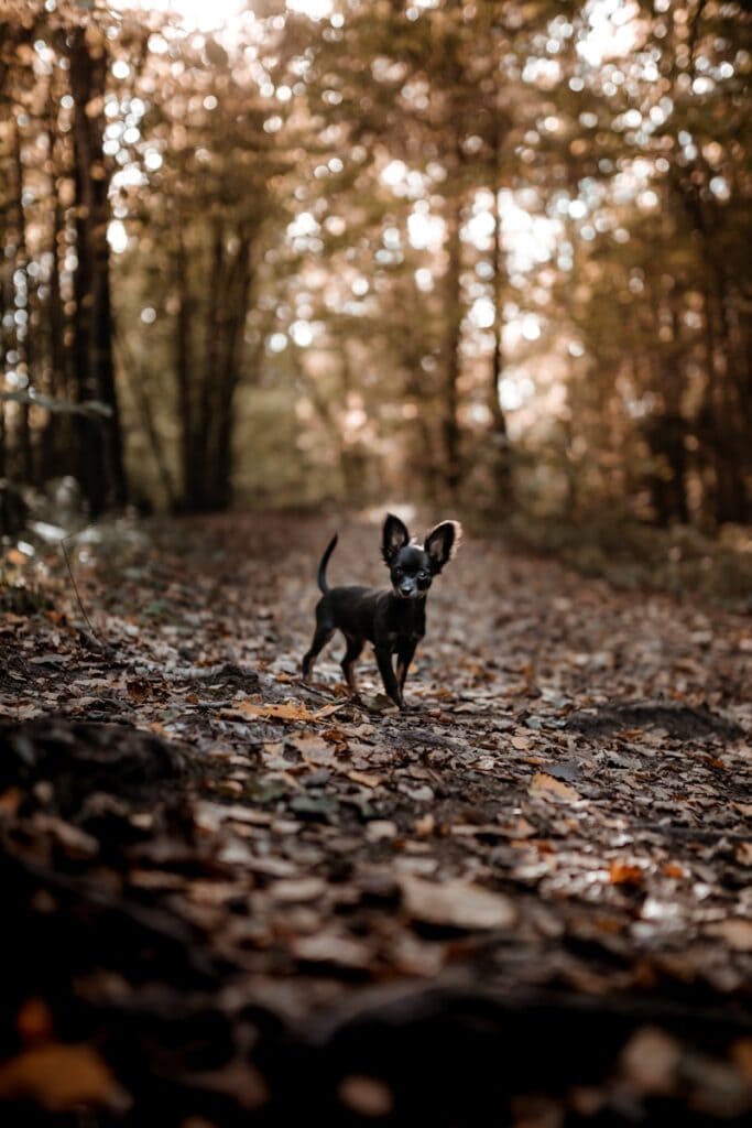 ville dog friendly en région parisienne