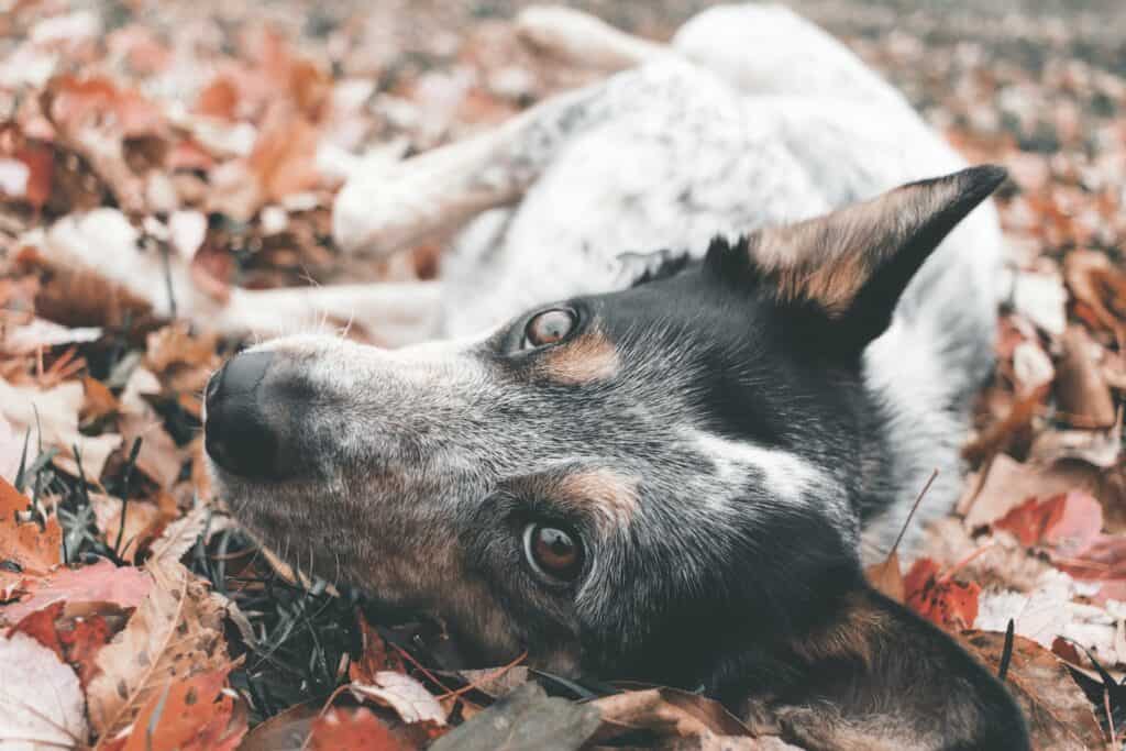 ville dog friendly en région parisienne