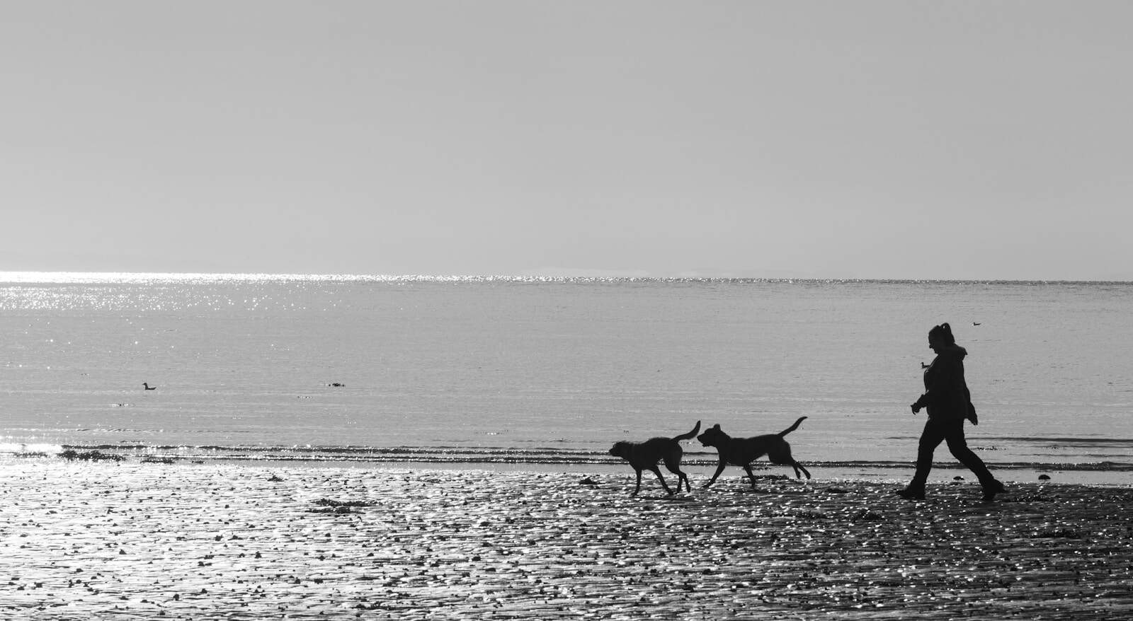 A person walking two dogs on a beach