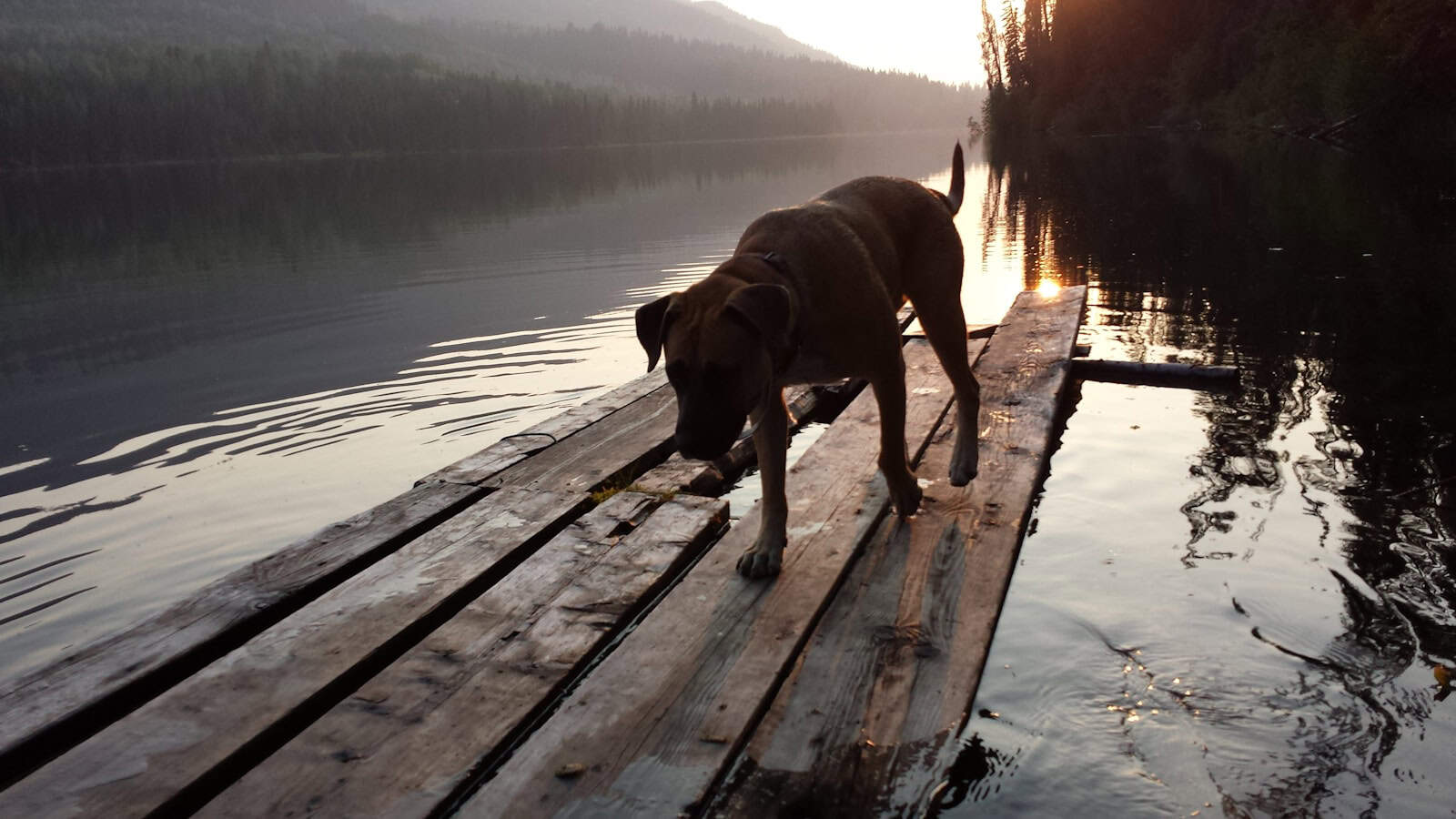 a dog is standing on a wooden dock