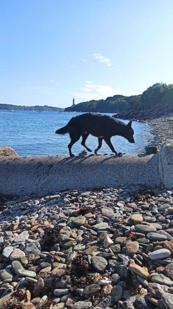 plage pour chien à Brest