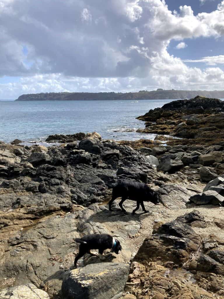 Plage pour chien à Brest Dellec