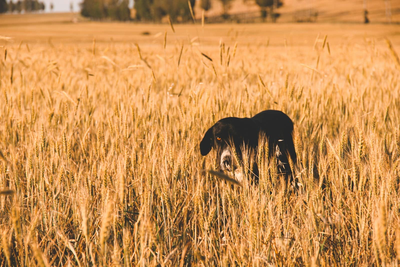 black short coated dog on brown grass field during daytime