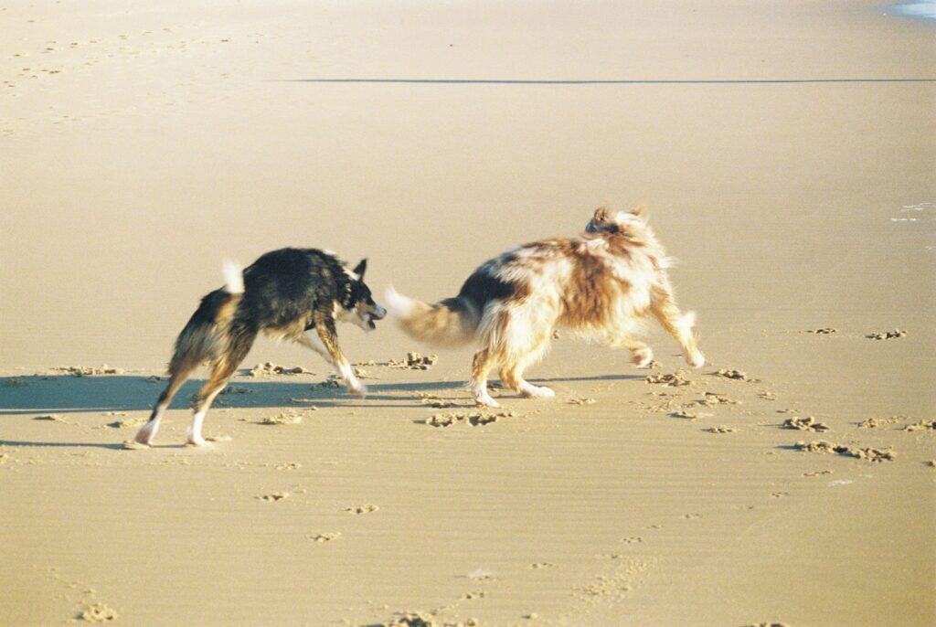 plages chien Touquet