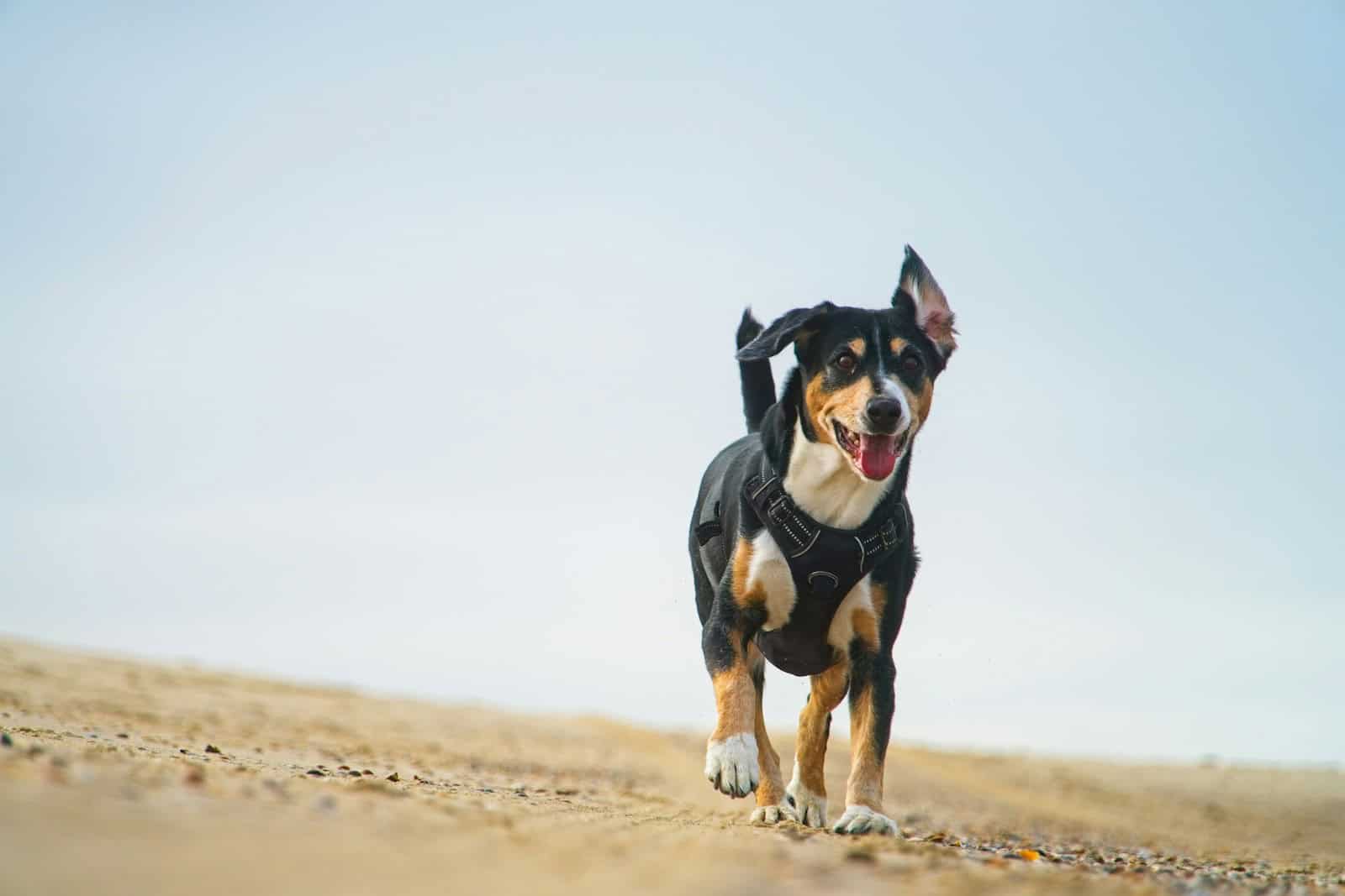 chien plage saint tropez