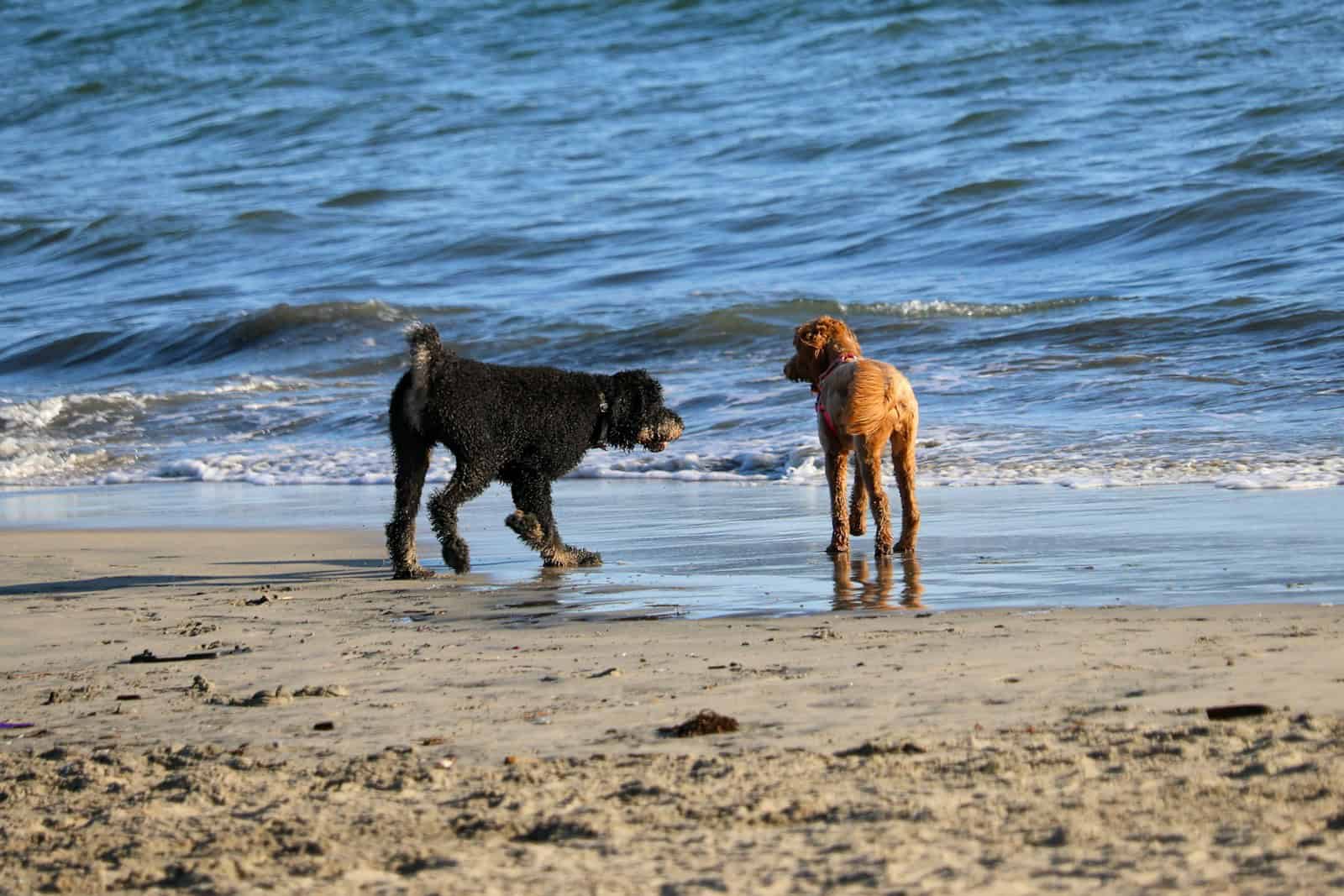 a couple of dogs that are standing in the sand