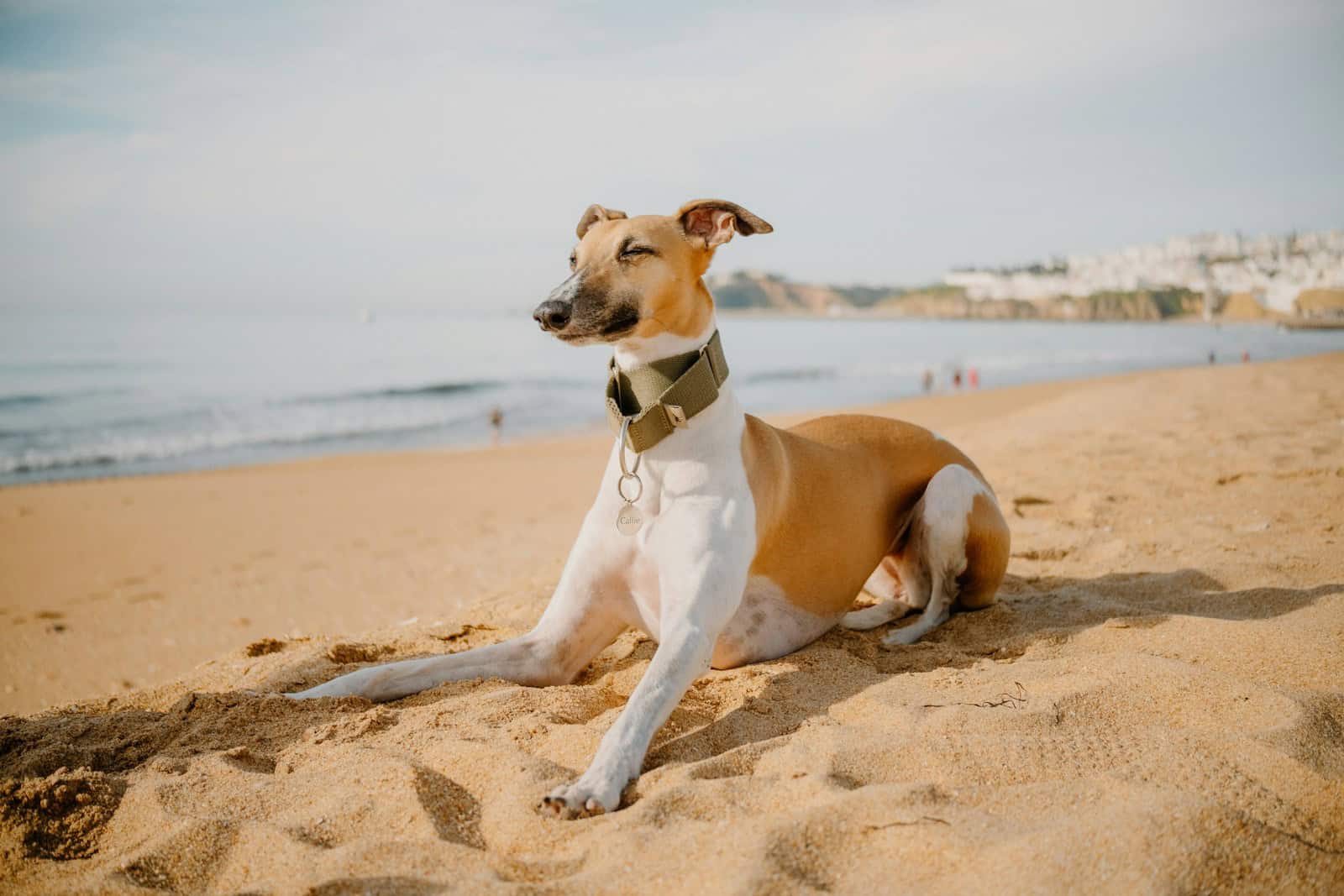 A brown and white dog laying on top of a sandy beach
