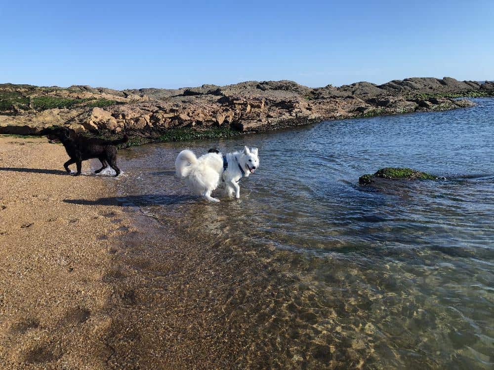 plages autorisées aux chiens aux sables d'olonne