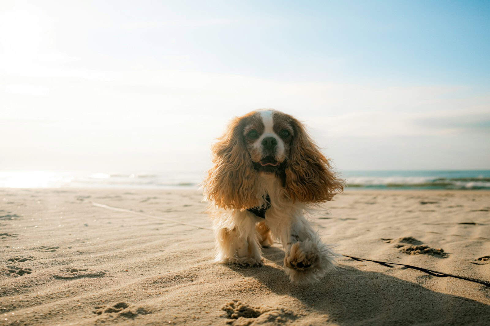 a brown and white dog standing on top of a sandy beach