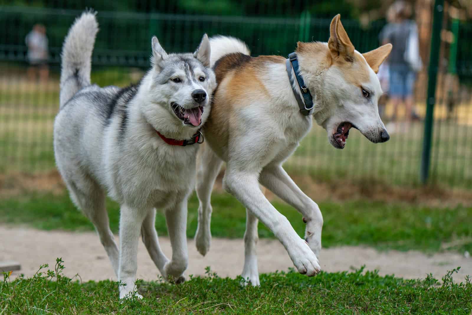 white and brown dogs on green grass during daytime