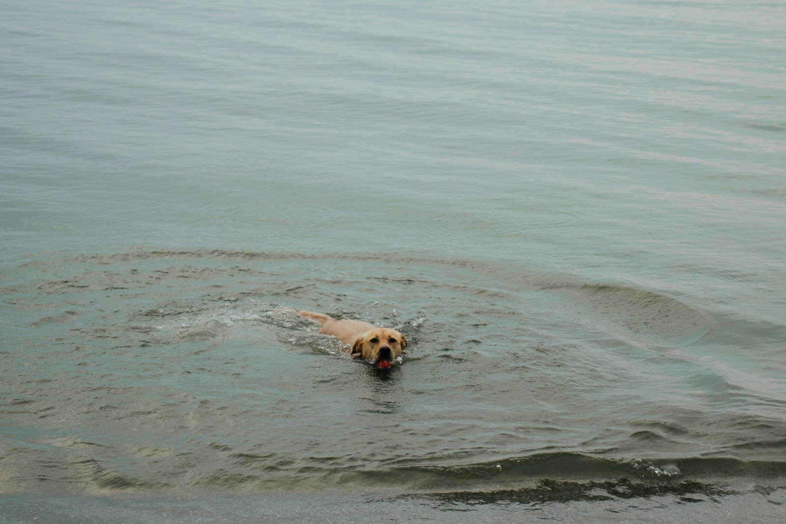 a dog swimming in the water