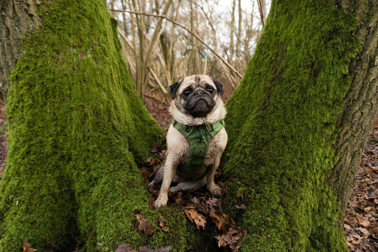 fawn pug on green moss