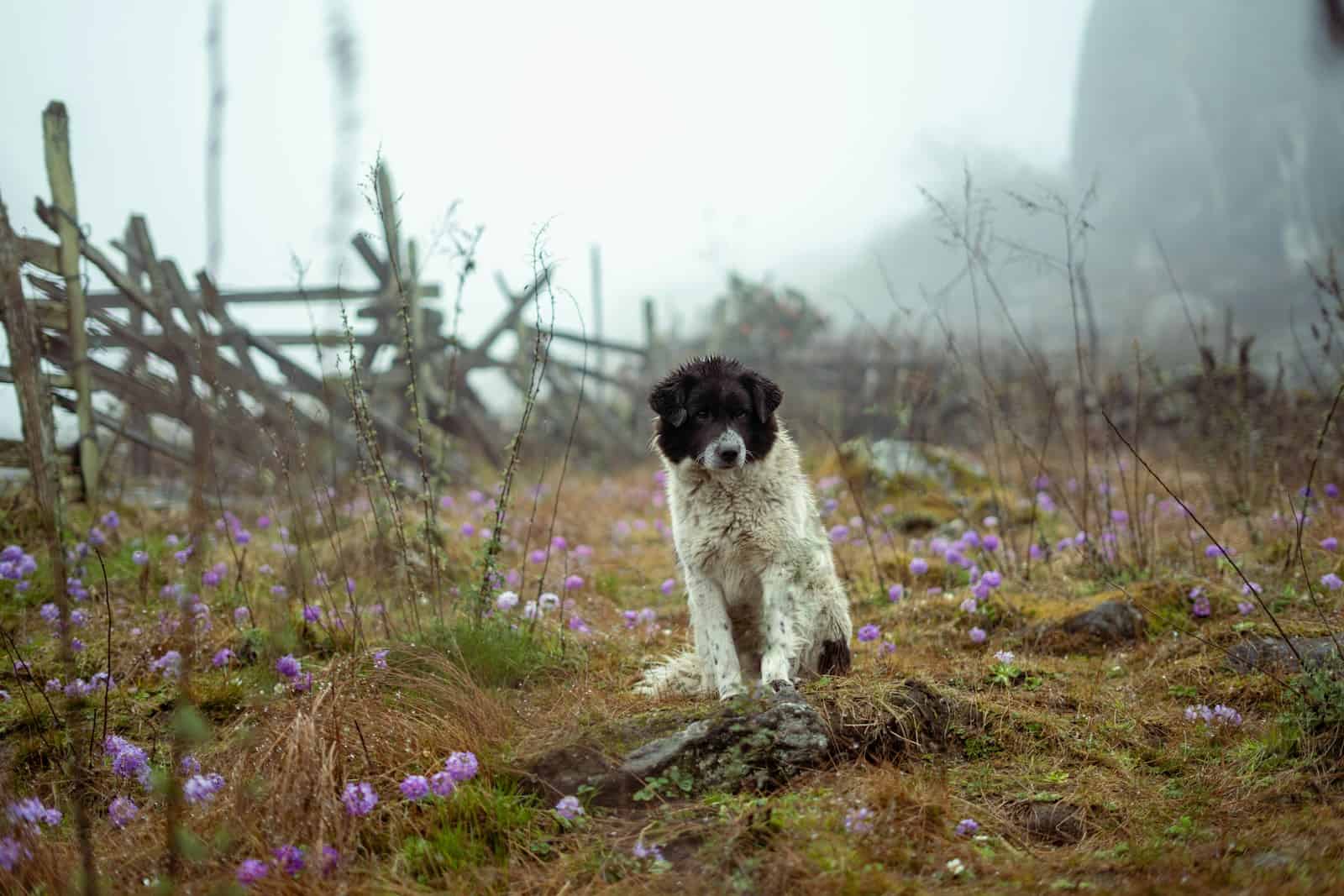 A black and white dog standing on top of a grass covered field