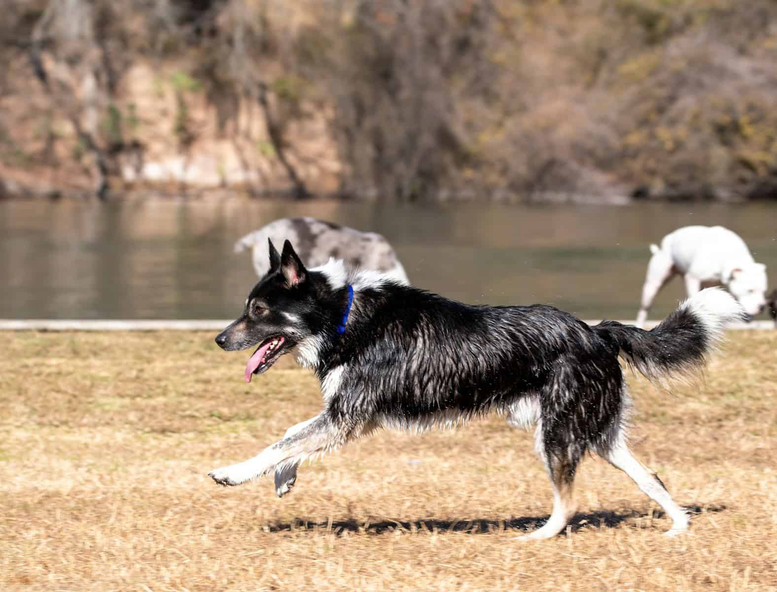 black and white border collie lying on ground during daytime