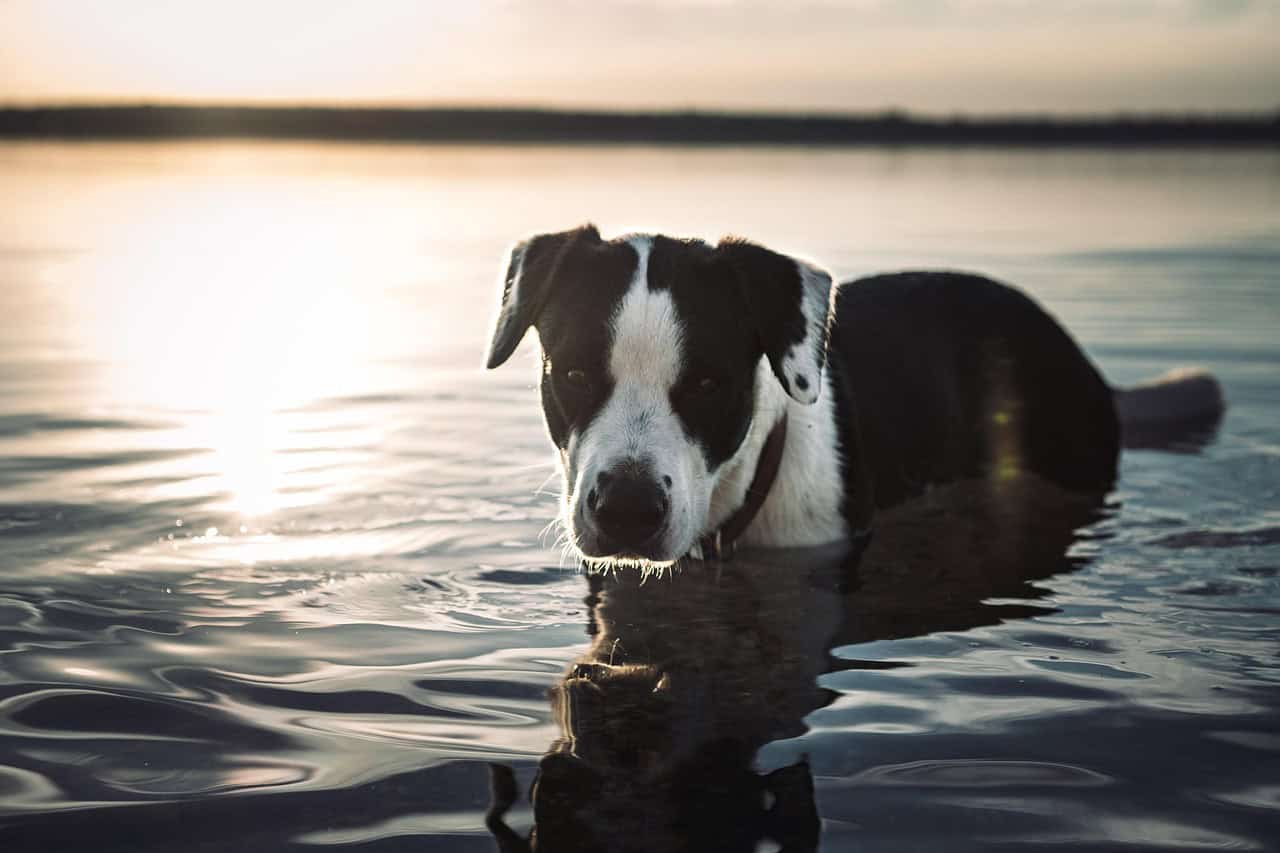 Chien en balade au bord du lac d’Annecy en Haute-Savoie