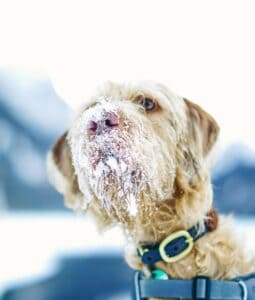 chien froid neige