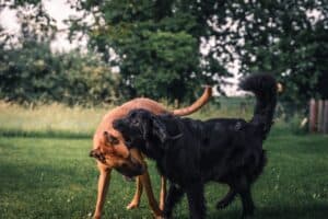 Balade canine dans un espace vert urbain